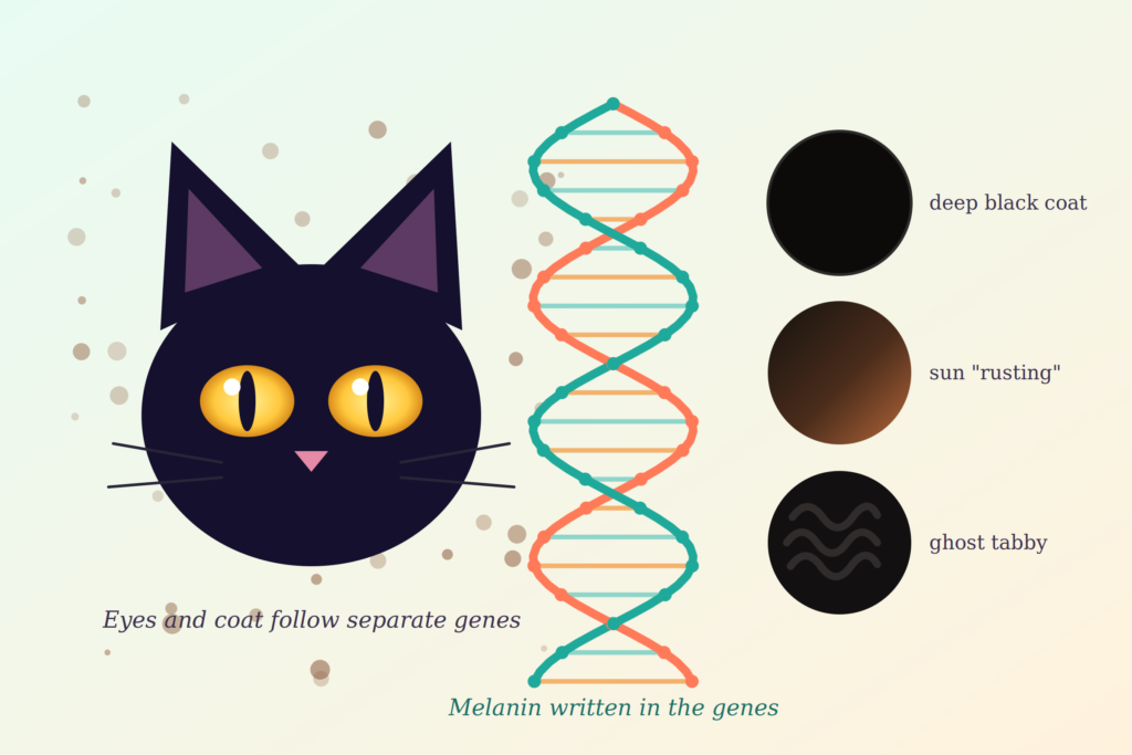 What Science Says About Black Cats